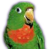 red throated conure_ICON.jpg